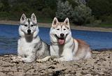 SIBERIAN HUSKY 659